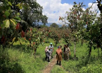 Petani Minta Program Kakao BPDP Perlu Tindak Lanjut