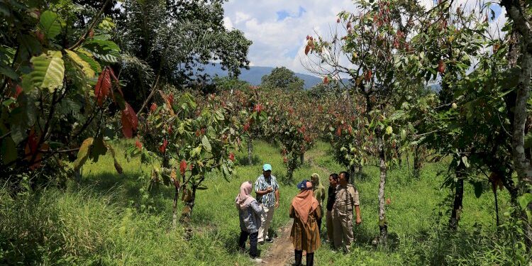 Petani Minta Program Kakao BPDP Perlu Tindak Lanjut