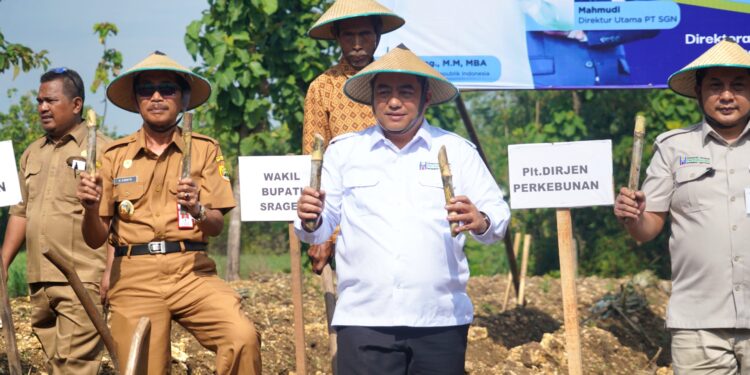 Kementan Alokasikan Pengembangan Tebu Nasional Ratusan Ribu Ha