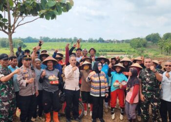 Kementan Alokasikan Pengembangan Kawasan Tebu Seluas 100 Ribu Ha