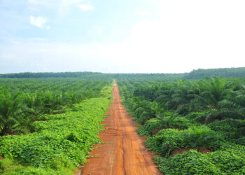 Seluruh Saham Sampoerna Agro Dijual ke POSCO International