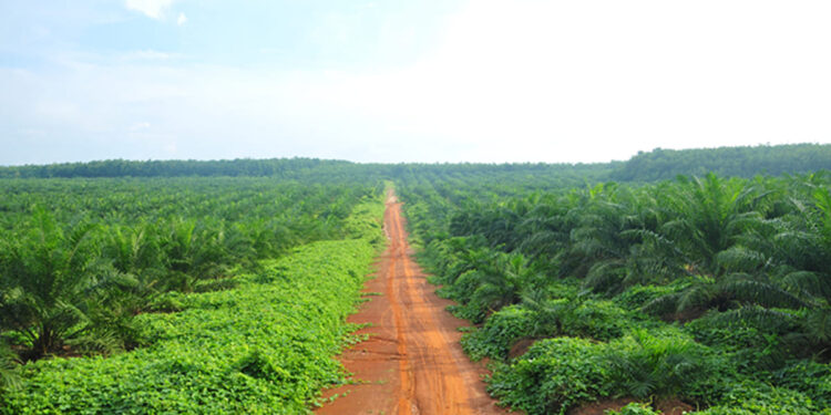 Seluruh Saham Sampoerna Agro Dijual ke POSCO International