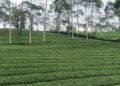 Naiknya Harga Teh Global Belum Dirasakan Petani di Indonesia