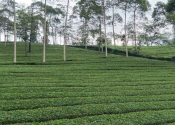 Naiknya Harga Teh Global Belum Dirasakan Petani di Indonesia