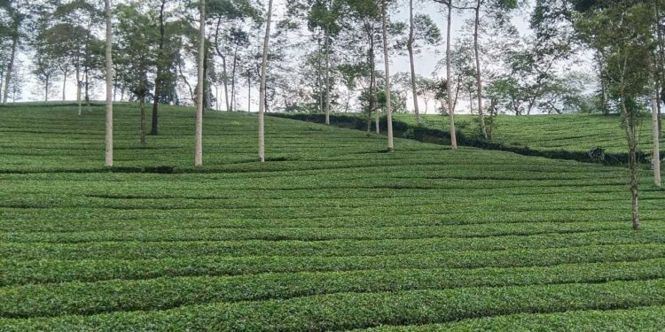 Naiknya Harga Teh Global Belum Dirasakan Petani di Indonesia