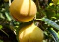Metode Sambung Pucuk Dongkrak Produktivitas Pala