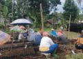 Hilirisasi Perkebunan Tumbuhkan Usaha Perbenihan