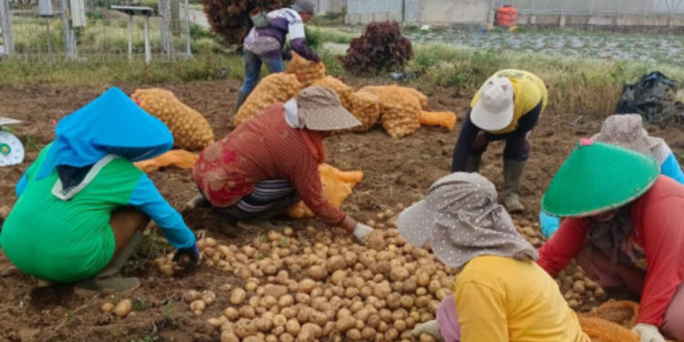Kementan Dorong Perluasan Pasar dan Hilirisasi Komoditas Kentang