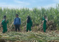 Kementan Catat Produksi Gula 2025 Capai 2,67 Juta Ton