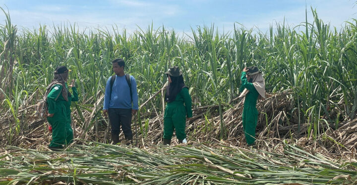Kementan Catat Produksi Gula 2025 Capai 2,67 Juta Ton