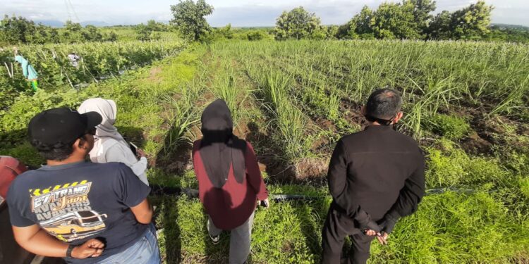 Program Bongkar Ratoon Meningkatkan Asa Petani Tebu