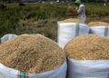 Pemerintah Pastikan HPP Gabah Petani Tidak Berubah