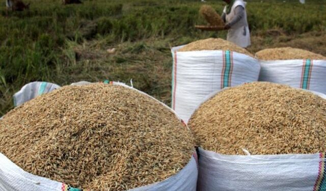 Pemerintah Pastikan HPP Gabah Petani Tidak Berubah