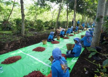 Kopi Jawa PTPN IV Tembus Pasar Inggris dan Amerika Serikat