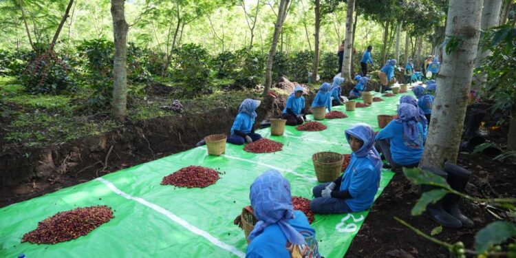 Kopi Jawa PTPN IV Tembus Pasar Inggris dan Amerika Serikat