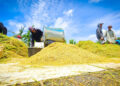 Kementan Catat Stok Beras Nasional Capai 4,3 Juta Ton