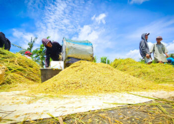 Kementan Catat Stok Beras Nasional Capai 4,3 Juta Ton