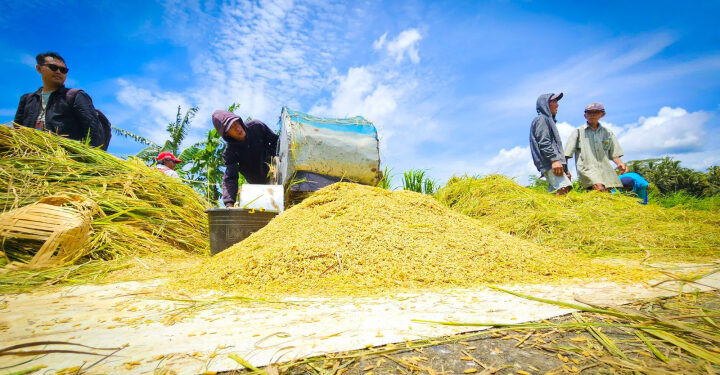 Kementan Catat Stok Beras Nasional Capai 4,3 Juta Ton