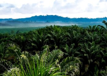 Hilirisasi Sawit Strategi Kunci Tekan Impor Solar Perkuat Ekonomi Nasional