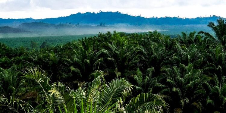 Hilirisasi Sawit Strategi Kunci Tekan Impor Solar Perkuat Ekonomi Nasional