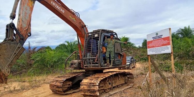 Gakkum Kehutanan Sita Kebun Sawit 30 Hektare Ilegal