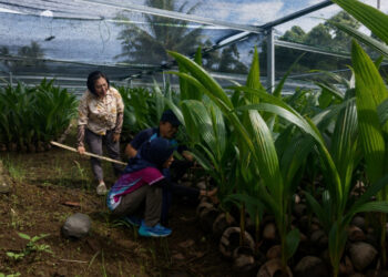 Kementan Pastikan 39.861 Bibit Kelapa di Sulut Siap Disalurkan ke Petani
