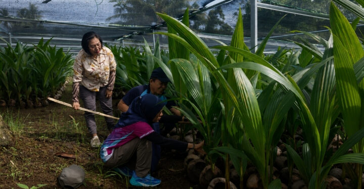 Kementan Pastikan 39.861 Bibit Kelapa di Sulut Siap Disalurkan ke Petani
