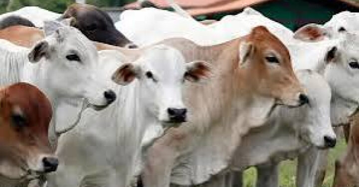 Kementan Perketat Pengawasan Kesehatan Hewan dan Keamanan Daging Kurban