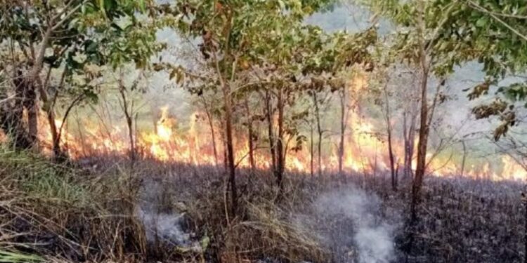 Kementan Perketat Pengendalian Karhutla di Lahan Perkebunan