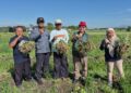 Kementan Sebut Produksi Bawang Merah Masih Terkendali
