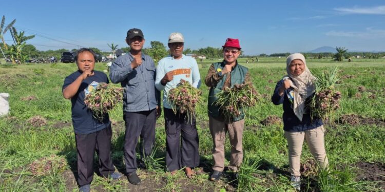 Kementan Sebut Produksi Bawang Merah Masih Terkendali