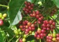 Cara Tepat Meningkatkan Panen Kopi