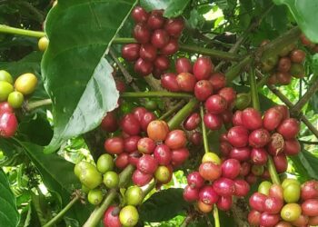 Cara Tepat Meningkatkan Panen Kopi