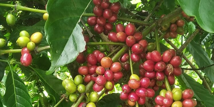 Cara Tepat Meningkatkan Panen Kopi