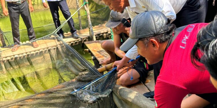 PT SMS Panen Perdana Budidaya Lele di Kabupaten Lahat