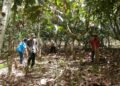Kakao dan Kopi Jadi Prioritas Pemkab Murung Raya