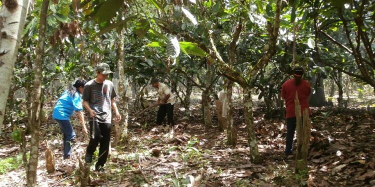 Kakao dan Kopi Jadi Prioritas Pemkab Murung Raya