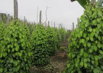 Kabupaten Belitung akan Rehabilitasi Kebun Lada