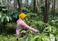Petani Kopi Pekalongan Terancam Gagal Panen Akibat Perubahan Iklim