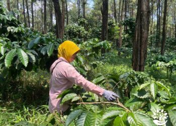 Petani Kopi Pekalongan Terancam Gagal Panen Akibat Perubahan Iklim