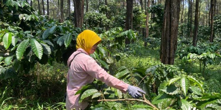 Petani Kopi Pekalongan Terancam Gagal Panen Akibat Perubahan Iklim