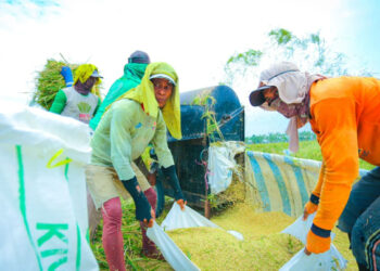 BPS Sebut Produksi Beras Semester I 2026 Diproyeksi Meningkat