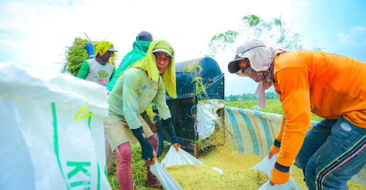 BPS Sebut Produksi Beras Semester I 2026 Diproyeksi Meningkat