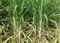 Tingkatkan Produksi Tebu, Pemerintah Bagikan 2 Varietas “Super” NXI 4T dan Panjalu