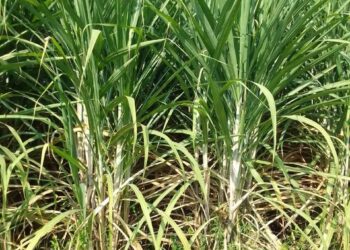 Tingkatkan Produksi Tebu, Pemerintah Bagikan 2 Varietas “Super” NXI 4T dan Panjalu