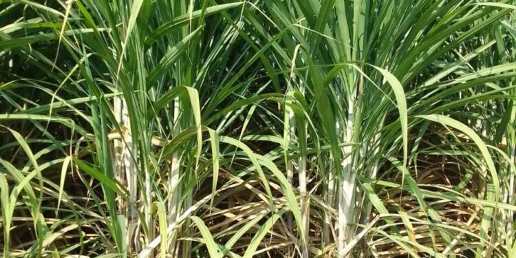 Tingkatkan Produksi Tebu, Pemerintah Bagikan 2 Varietas “Super” NXI 4T dan Panjalu