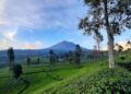 Mendes akan Maksimalkan Potensi Desa, Termasuk Wisata Teh