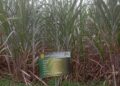 Kementan Mulai Salurkan Benih Unggul Tebu asal KBD ke Petani