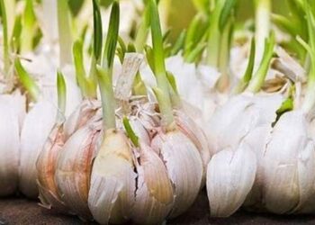Kementan Targetkan Swasembada Bawang Putih dalam Tiga Tahun