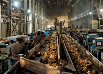 Mentrans Sebut Halmahera Utara Miliki Komoditas Unggul Selain Kelapa